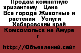 Продам комнатную хризантему › Цена ­ 250 - Все города Животные и растения » Услуги   . Хабаровский край,Комсомольск-на-Амуре г.